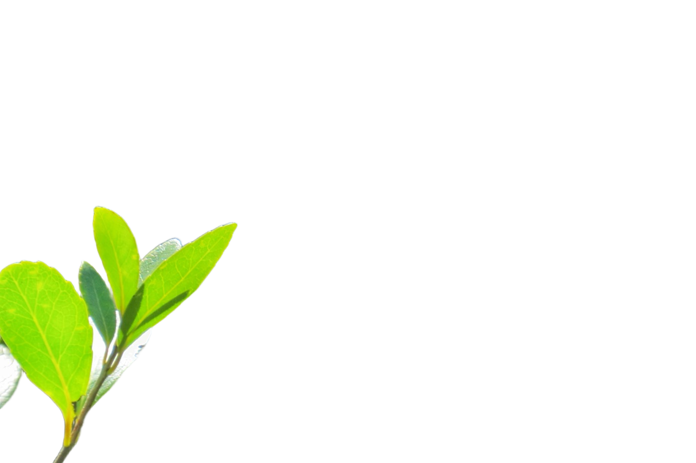 Bria RMBG 2.0 result: Green on green