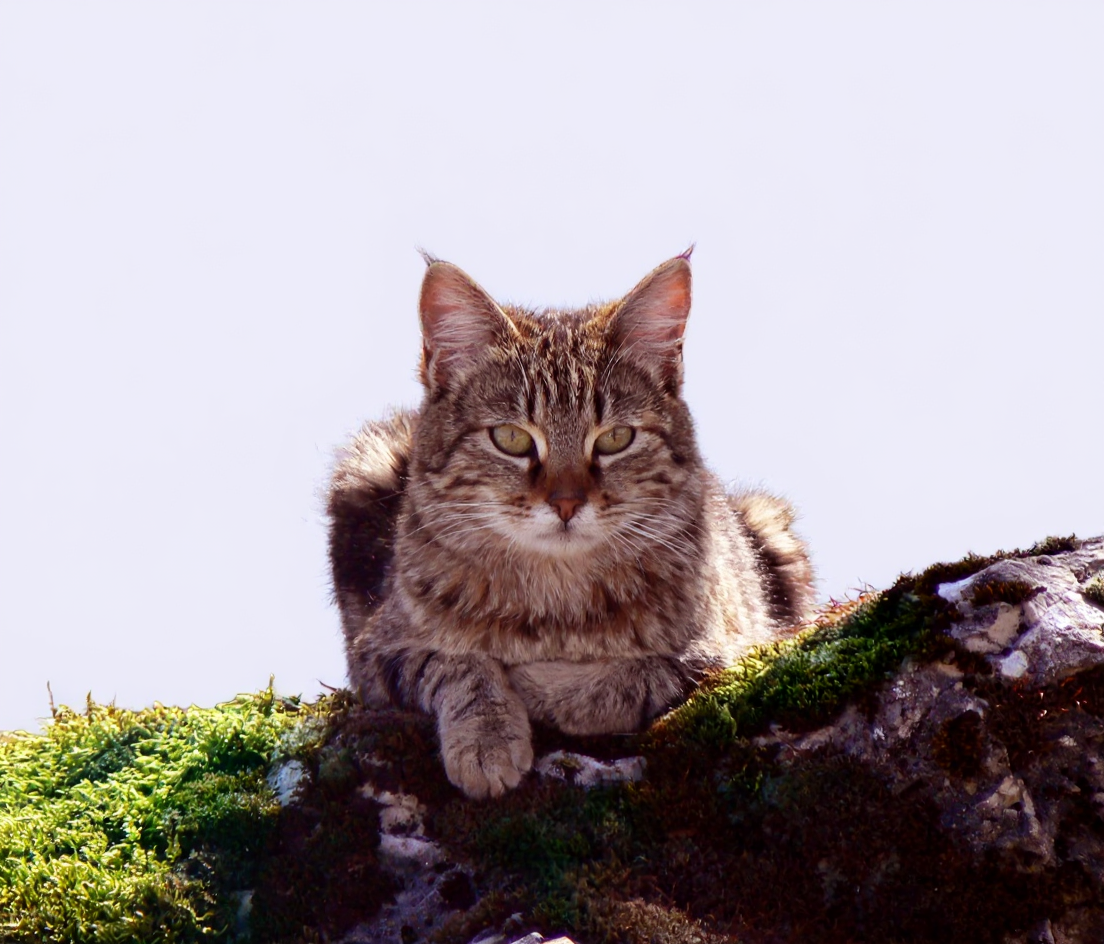 FLUX.1 Kontext Pro result: Cat in forest