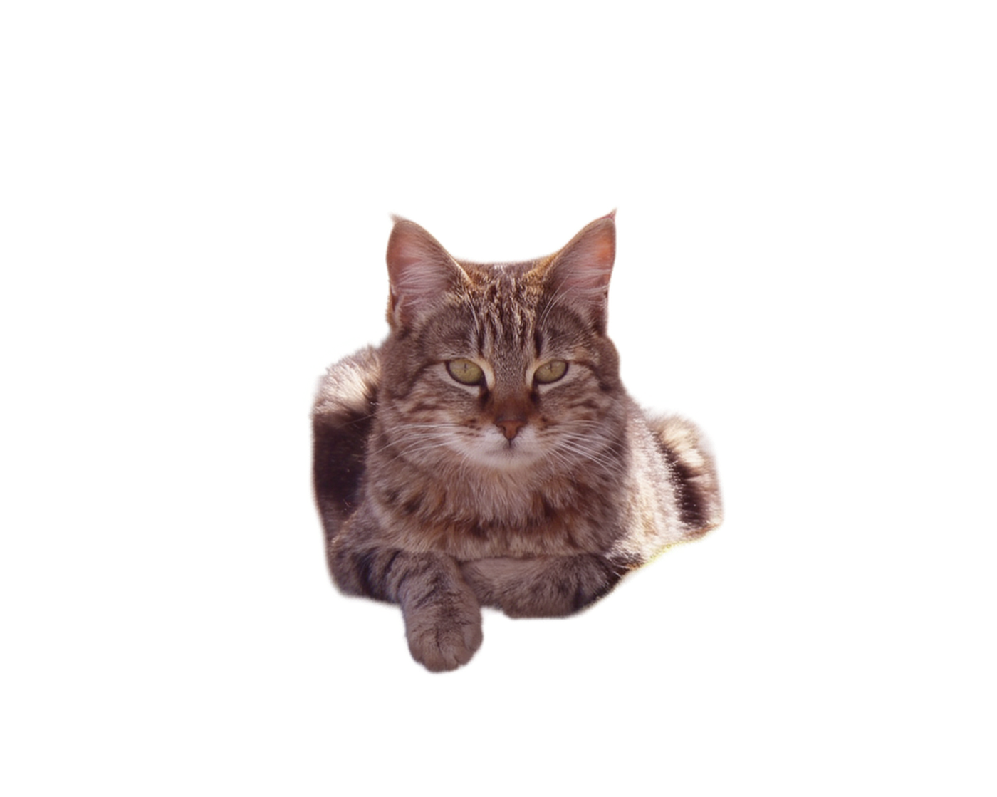 Ideogram Remove Background result: Cat in forest