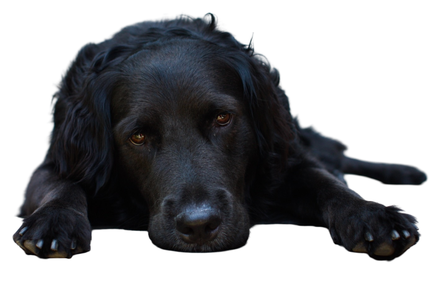 Pixelcut Background Removal result: Black dog