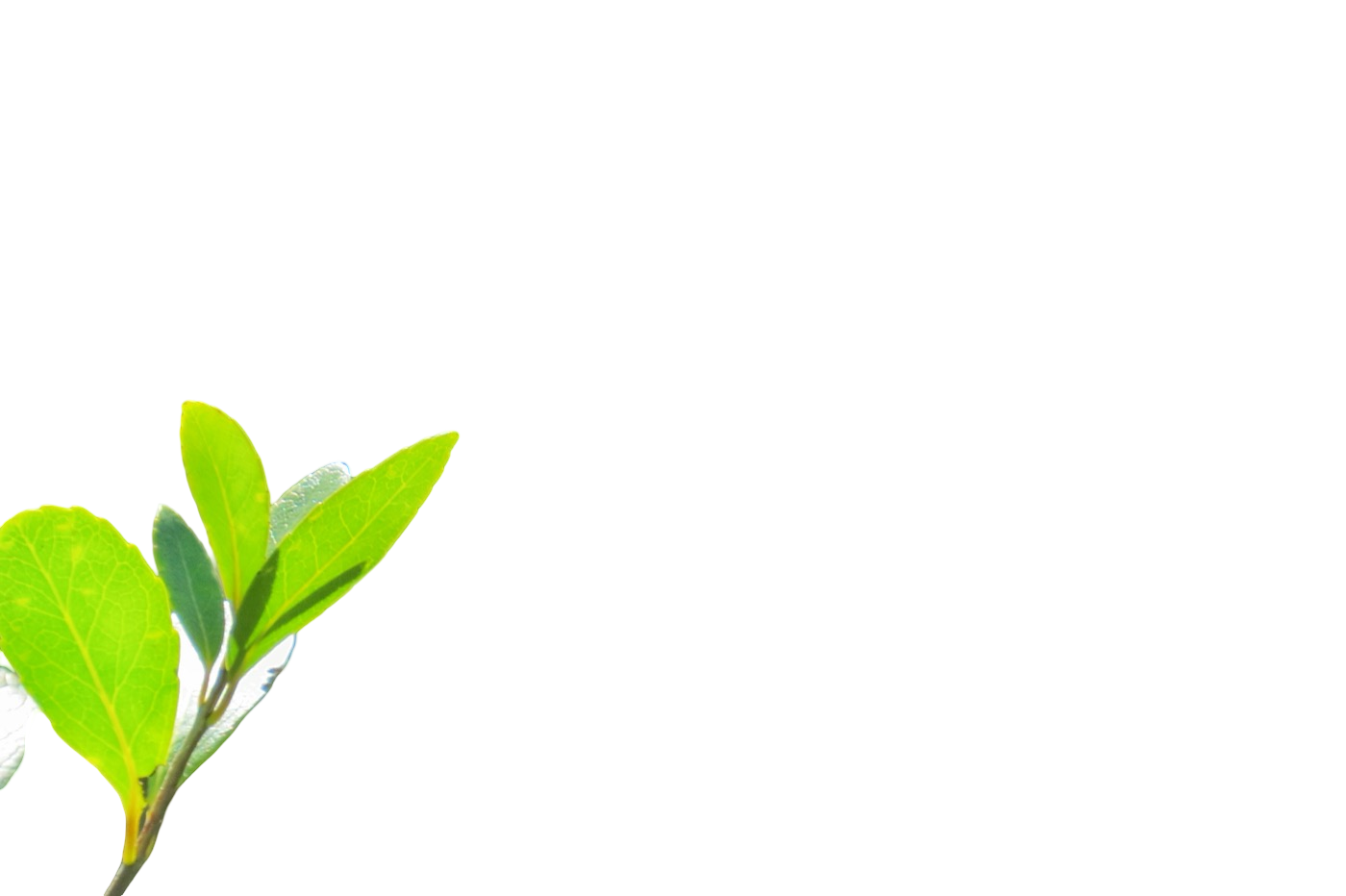Pixelcut Background Removal result: Green on green