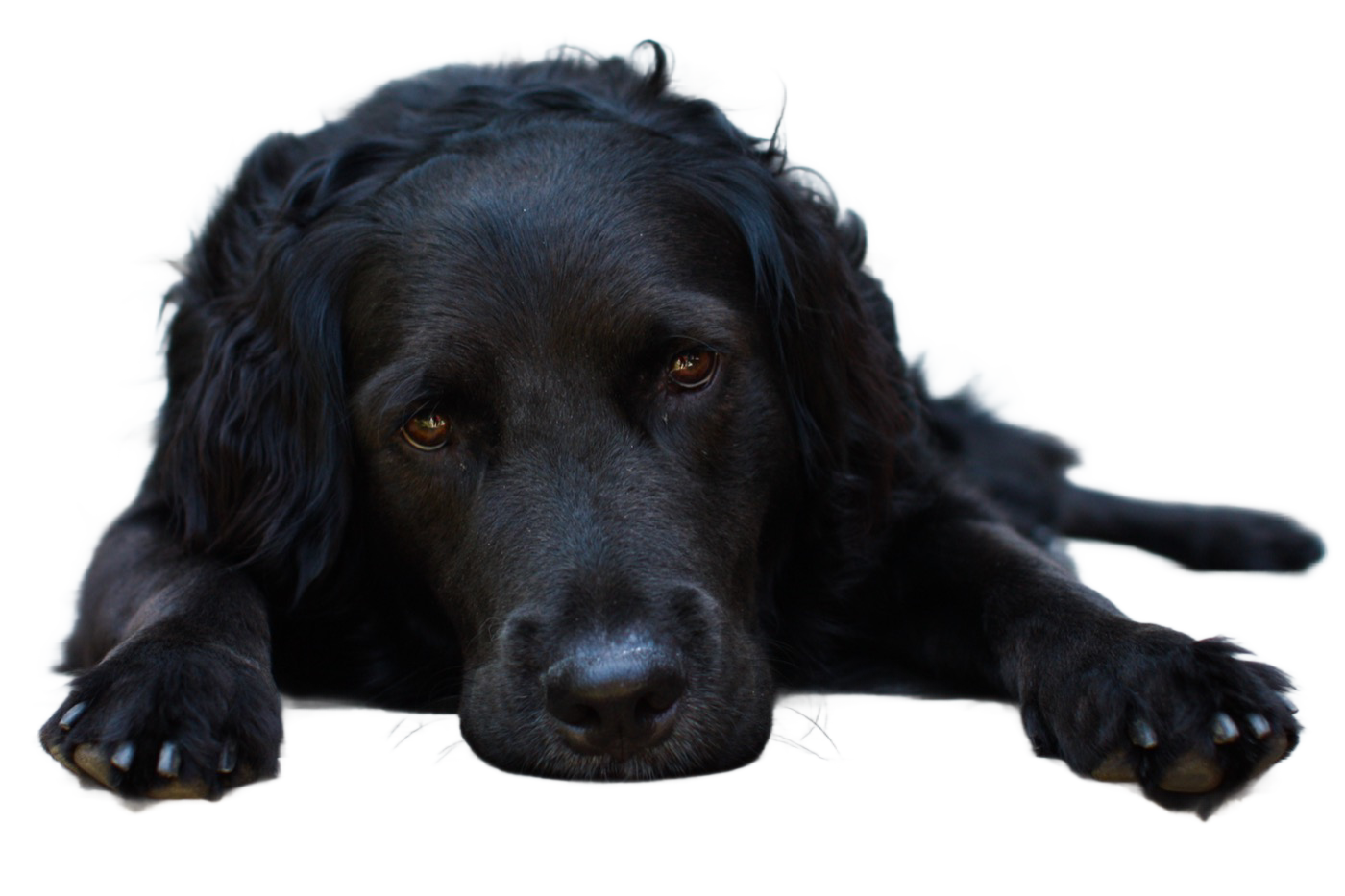 Remove Background result: Black dog