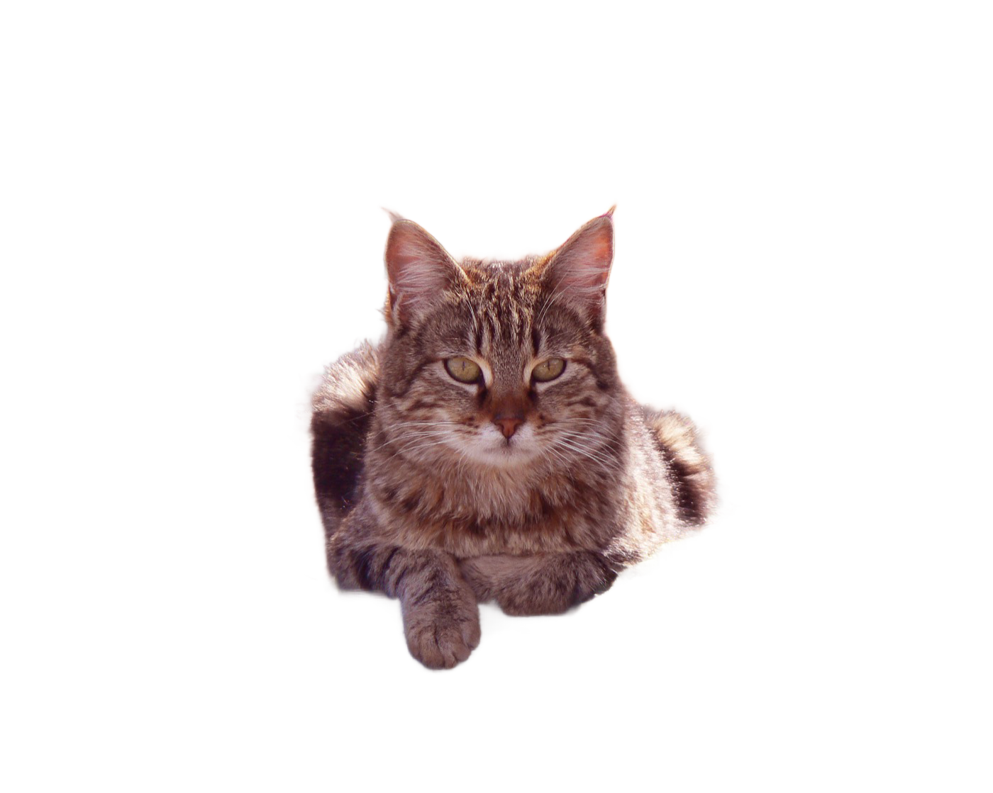 Remove Background result: Cat in forest