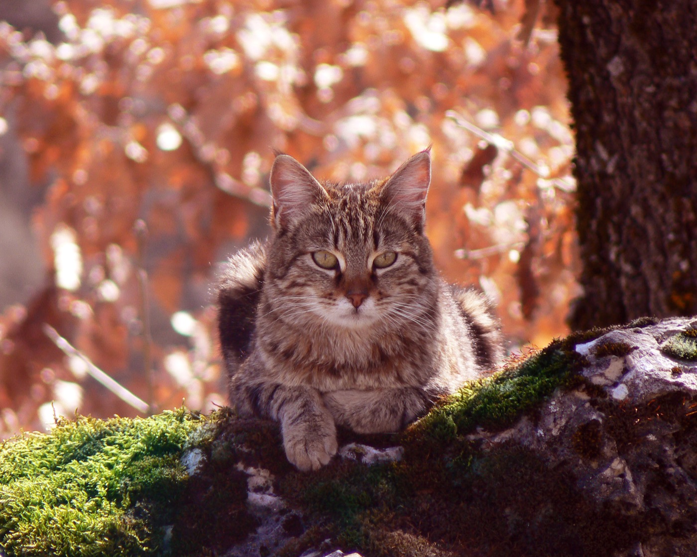 Cat in forest