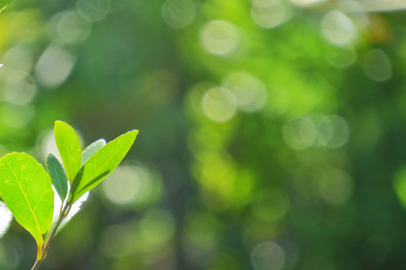 Green on green